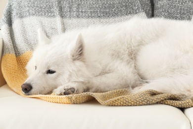 Photo of Adorable Samoyed dog lying on soft blanket. Perfect sleeping place