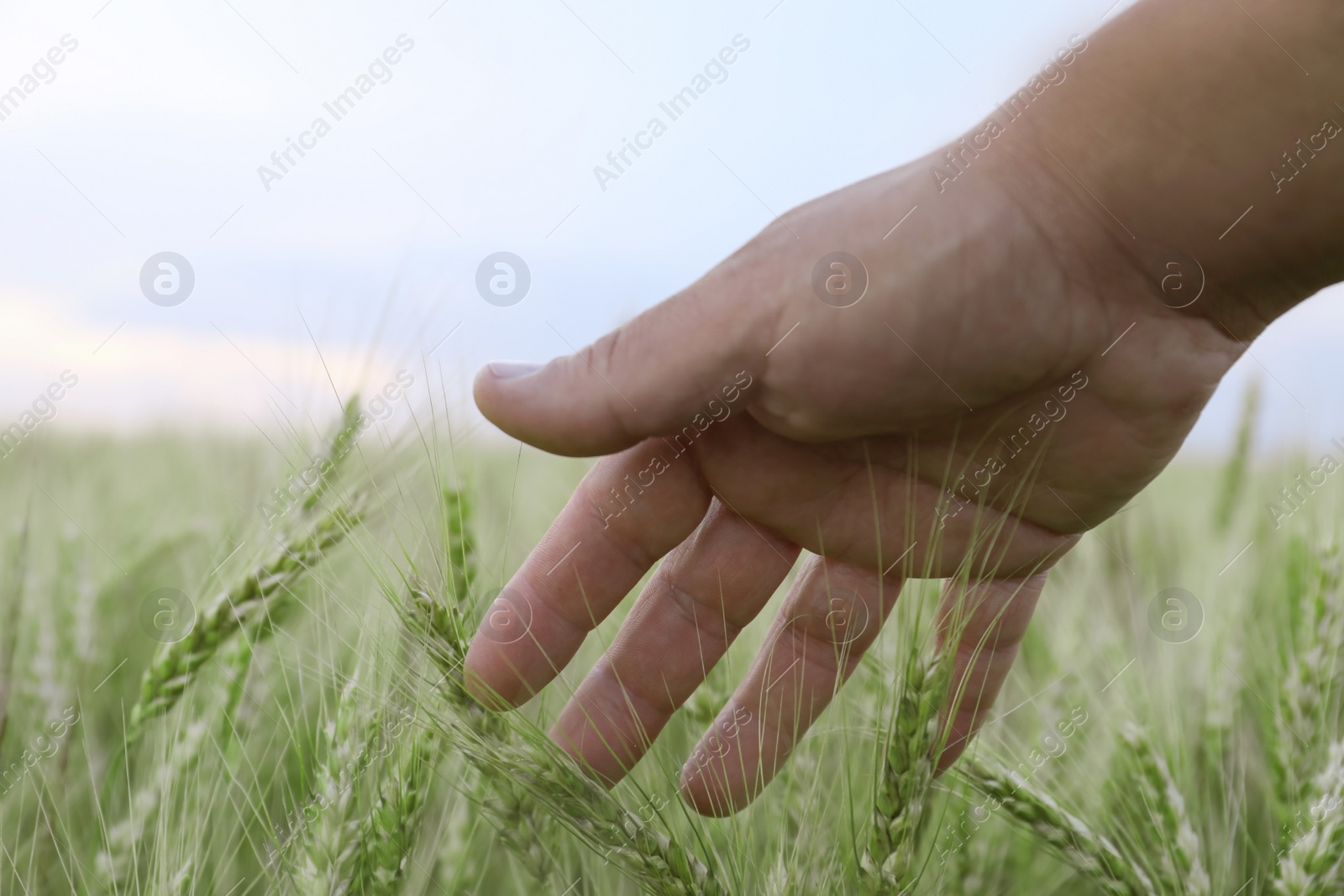 Photo of Man in field with ripening wheat, closeup