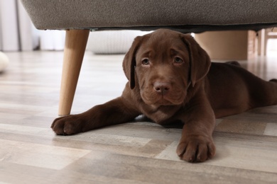 Chocolate Labrador Retriever puppy lying on floor at home