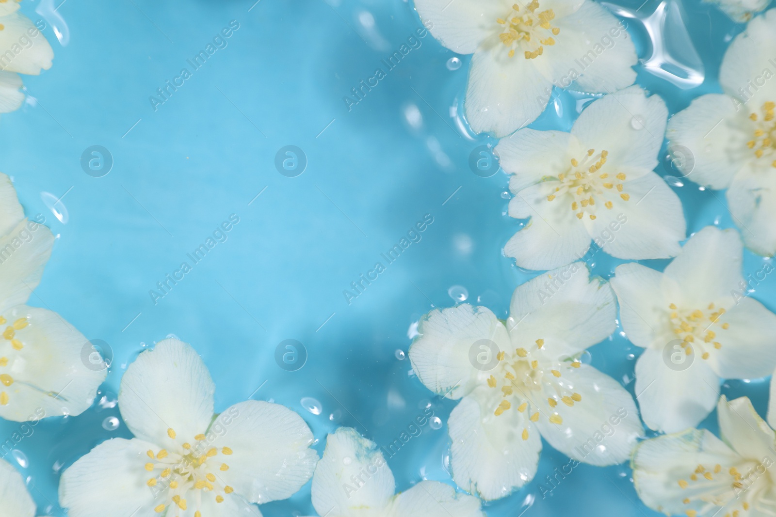 Photo of Beautiful jasmine flowers in water on light blue background, top view. Space for text