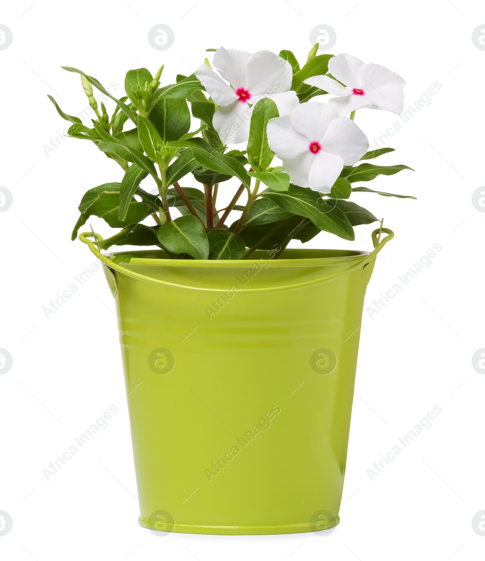 Photo of Beautiful catharanthus flower in green pot isolated on white