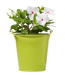Photo of Beautiful catharanthus flower in green pot isolated on white
