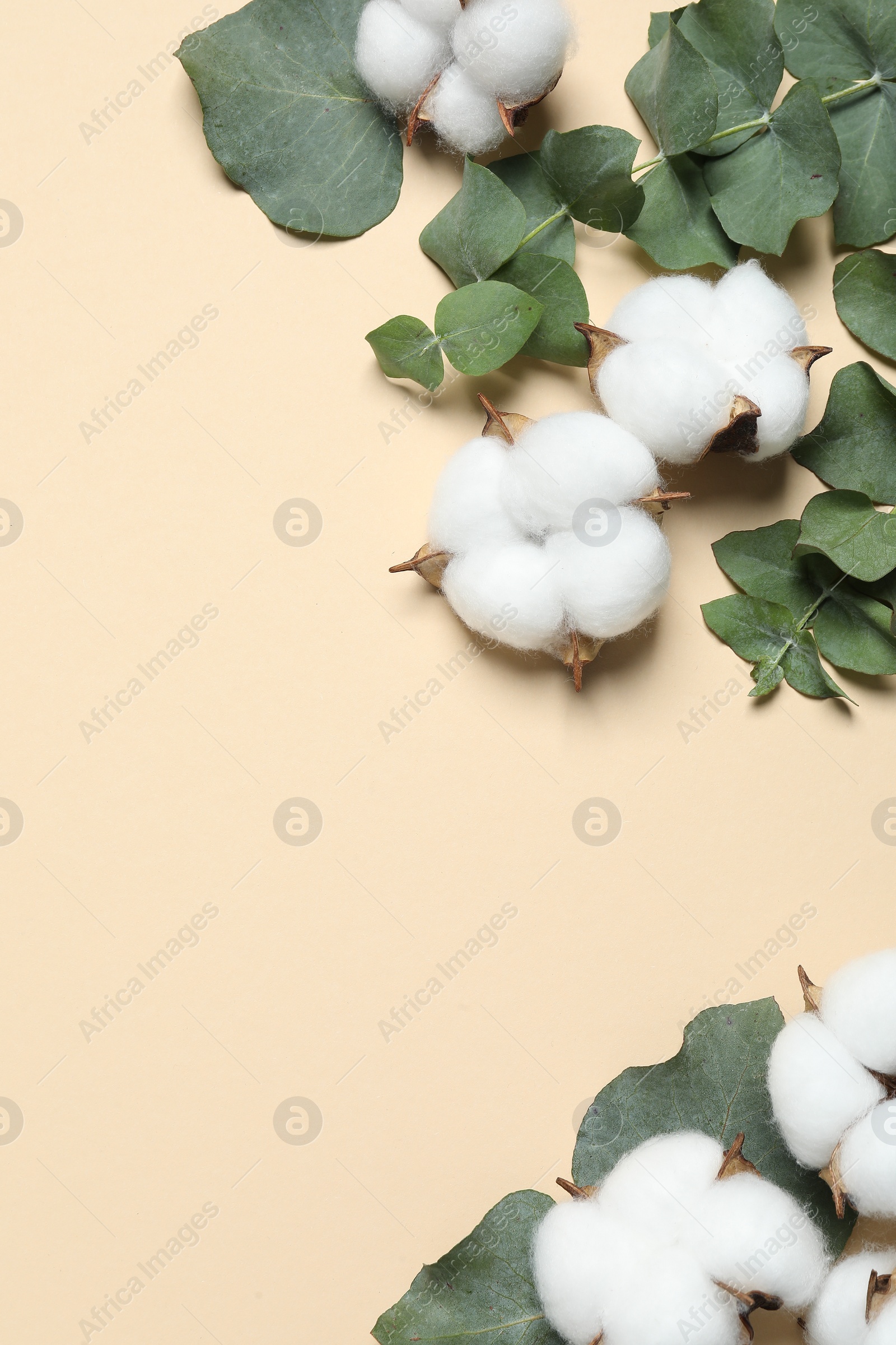 Photo of Cotton flowers and eucalyptus leaves on beige background, flat lay. Space for text