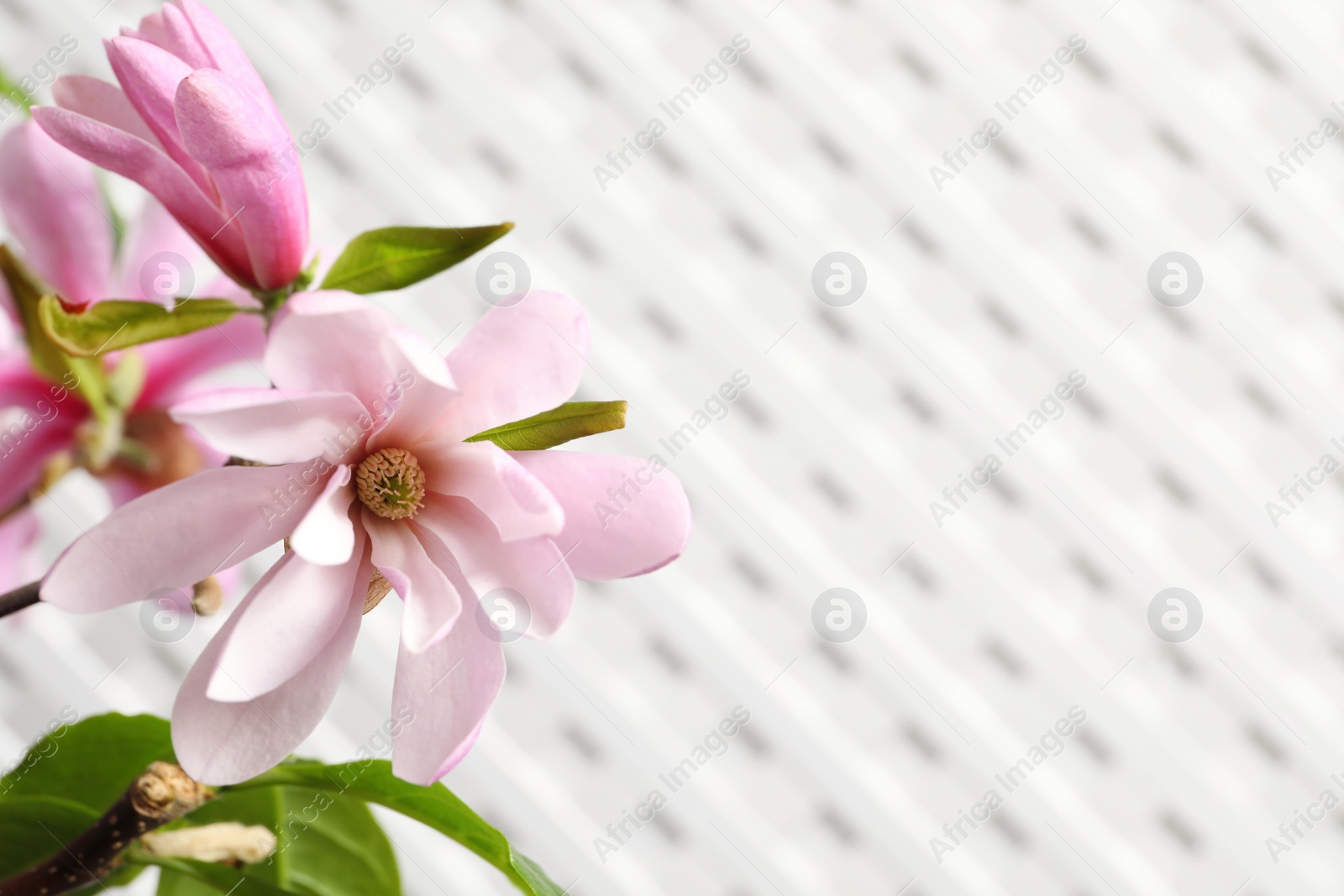 Photo of Magnolia tree branch with beautiful flowers on white background, closeup. Space for text