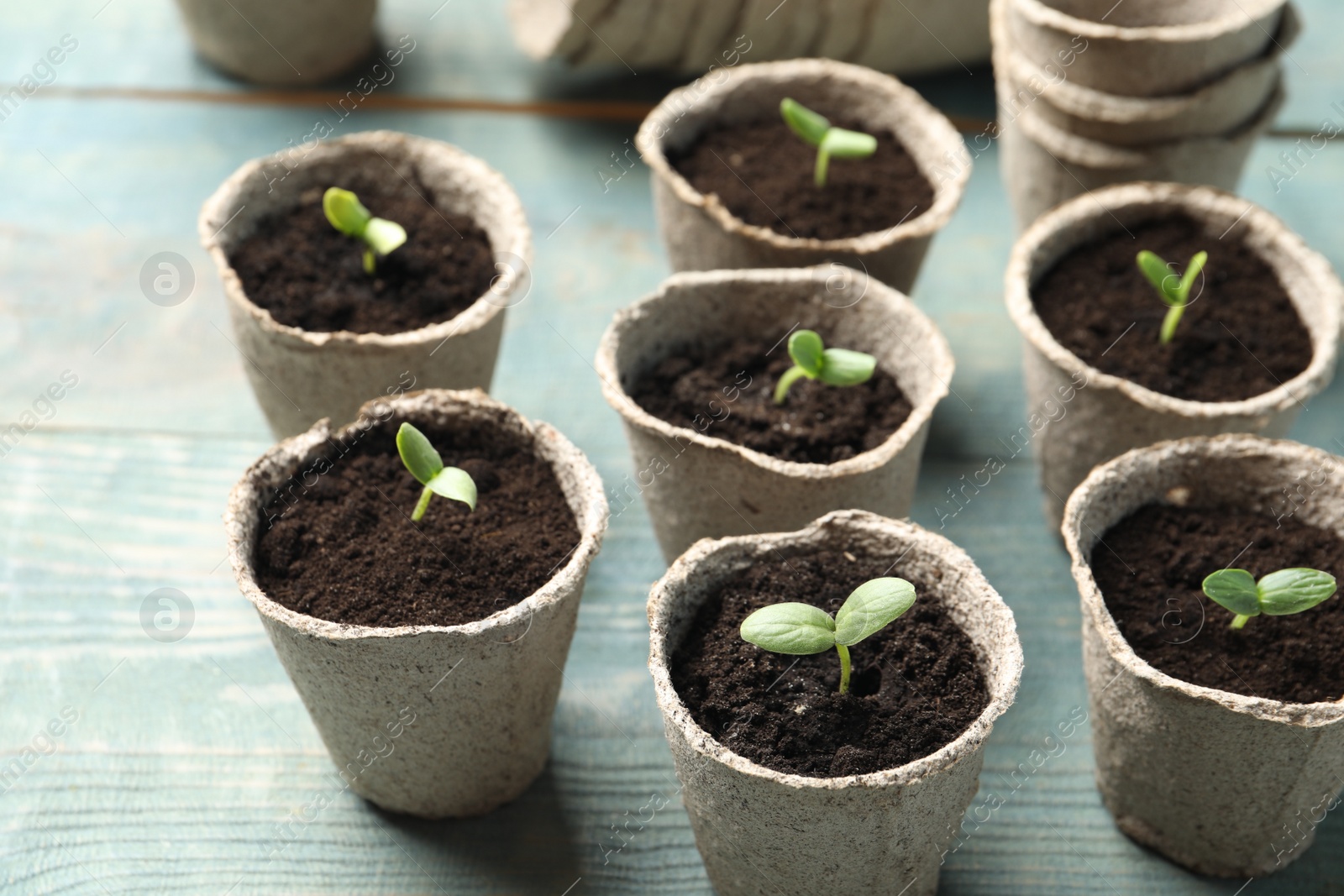 Photo of Young seedlings in peat pots on light blue wooden table