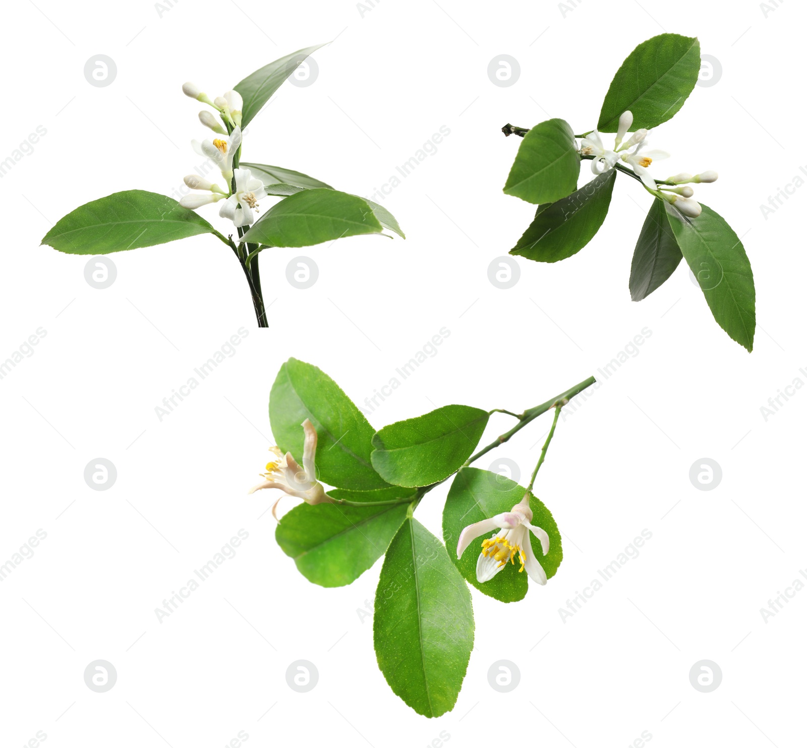 Image of Set of branches with beautiful blooming citrus flowers on white background