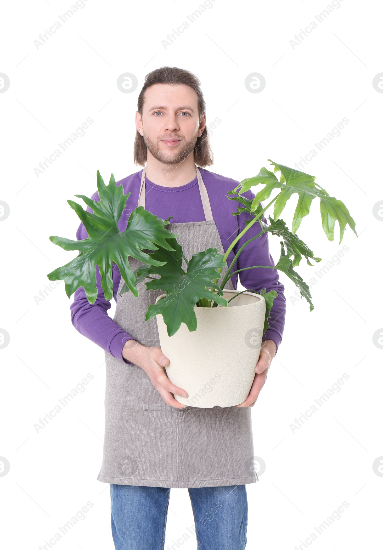 Photo of Male florist holding houseplant on white background