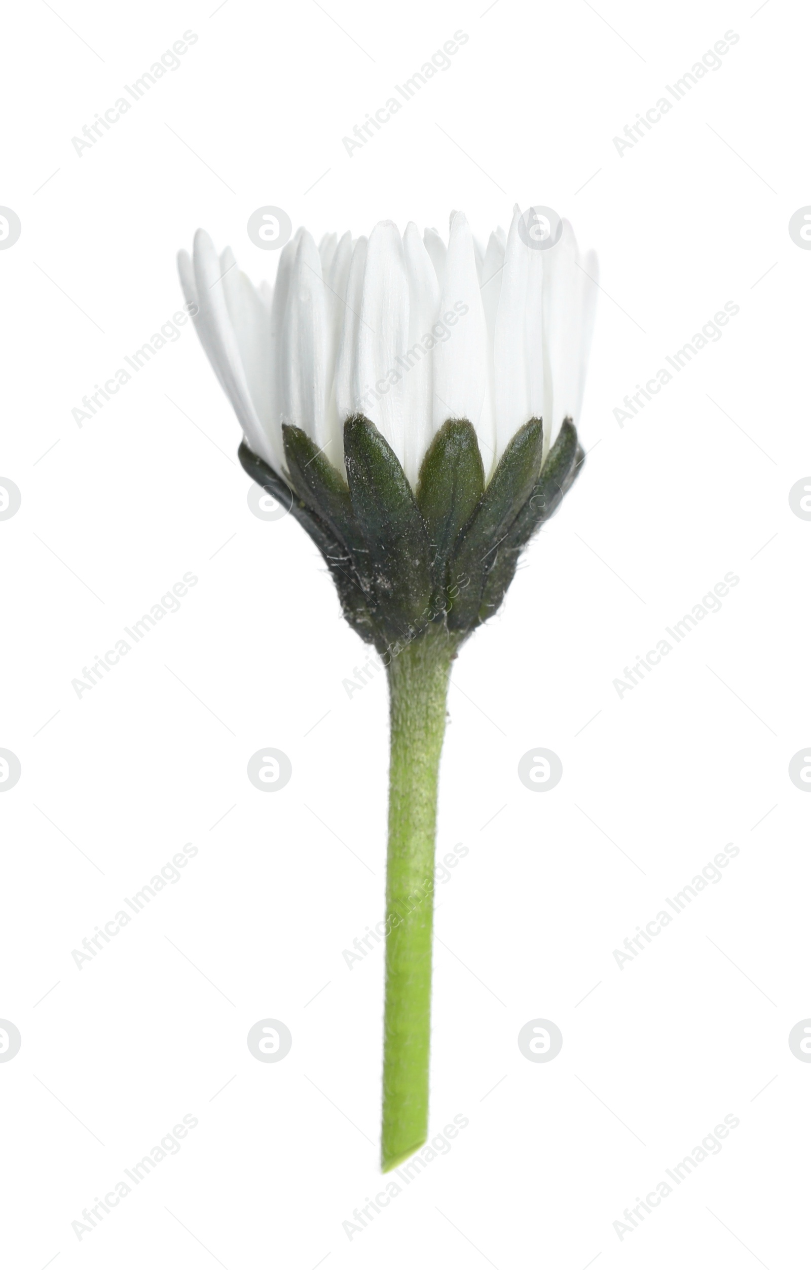 Photo of Beautiful bellis perennis (daisy) flower isolated on white