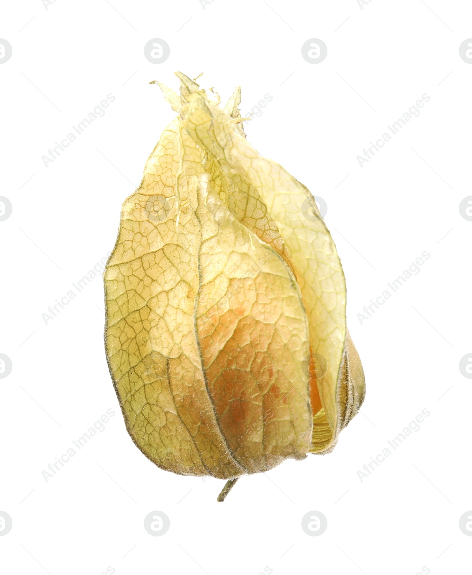 Photo of Ripe physalis fruit with calyx isolated on white