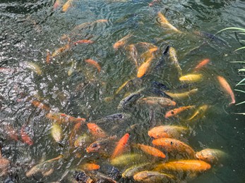 Many golden carps swimming in water outdoors