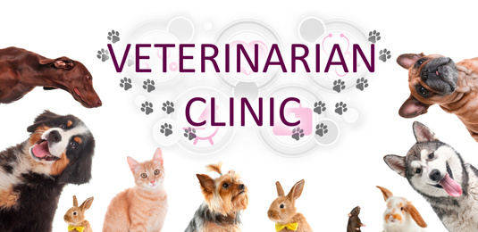 Image of Collage with different cute pets and text VETERINARIAN CLINIC on white background. Banner design