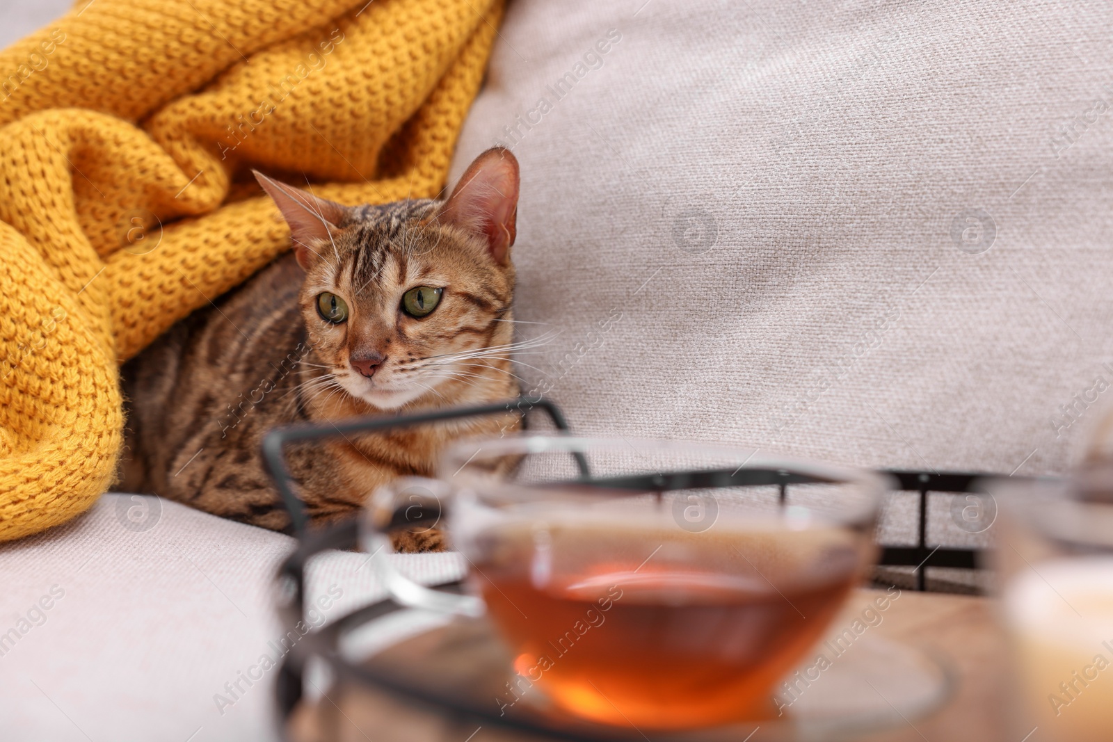 Photo of Cute Bengal cat lying near tray with tea on sofa at home. Adorable pet