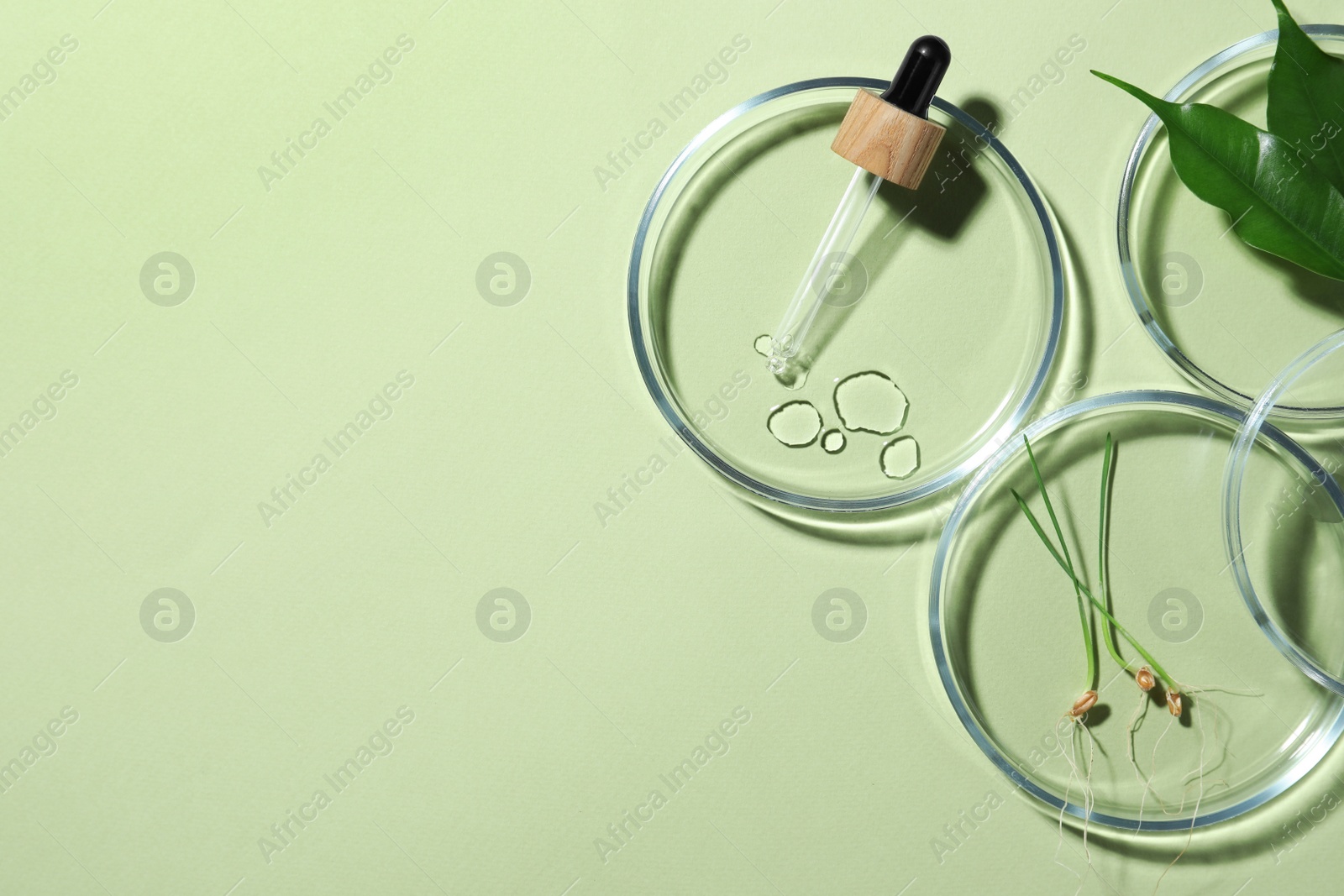 Photo of Flat lay composition with Petri dishes and plants on pale light green background. Space for text