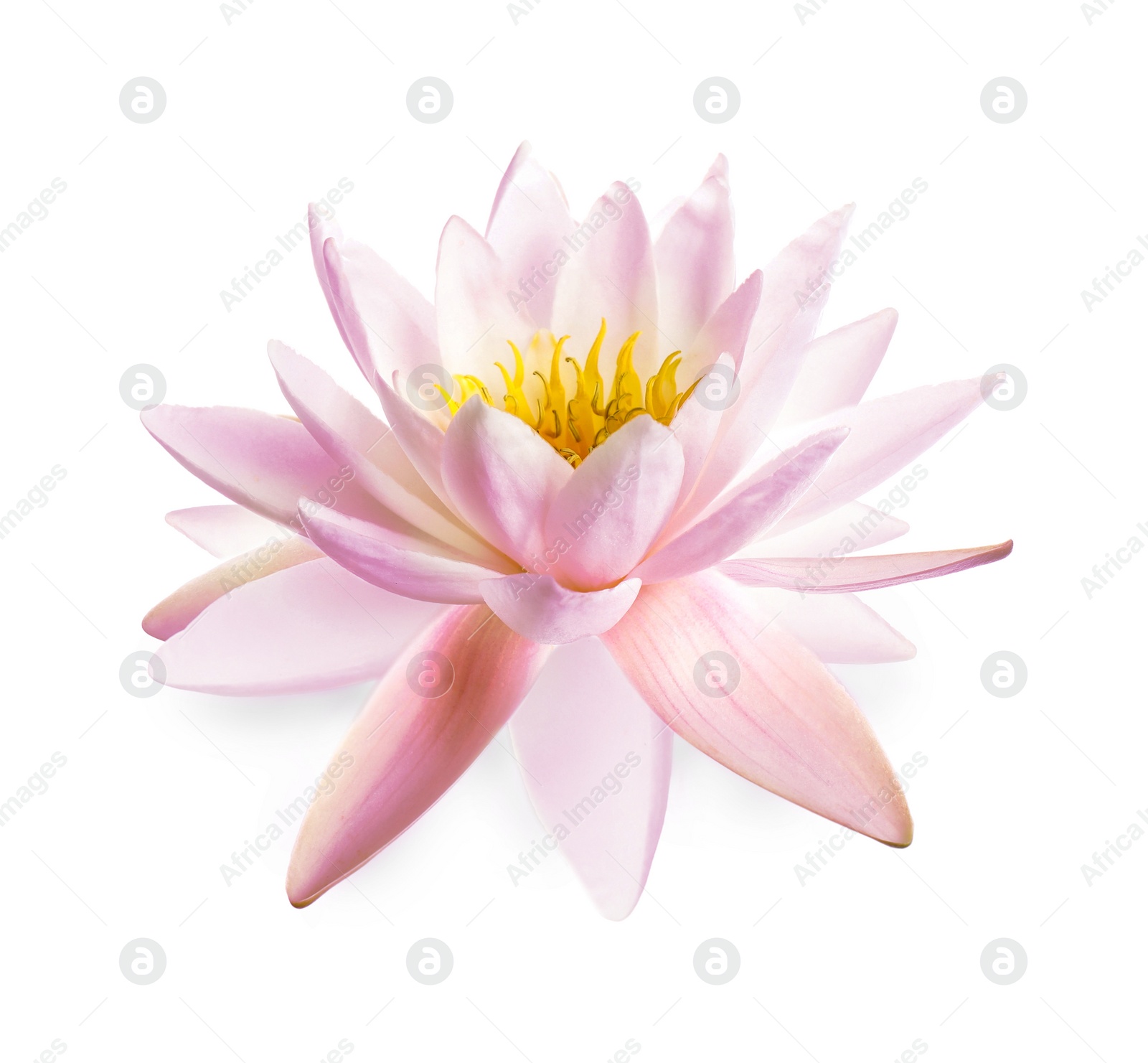 Image of Beautiful pink lotus flower isolated on white