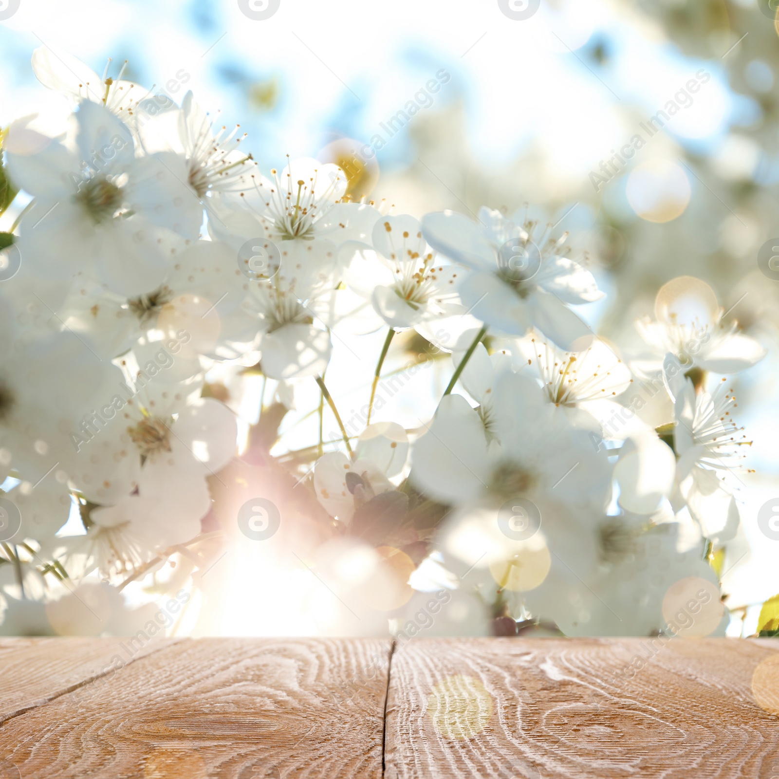 Image of Wooden table and beautiful cherry tree. Springtime