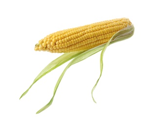 Photo of Ripe corn cob with husk isolated on white