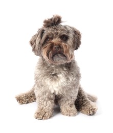 Photo of Cute Maltipoo dog on white background. Lovely pet