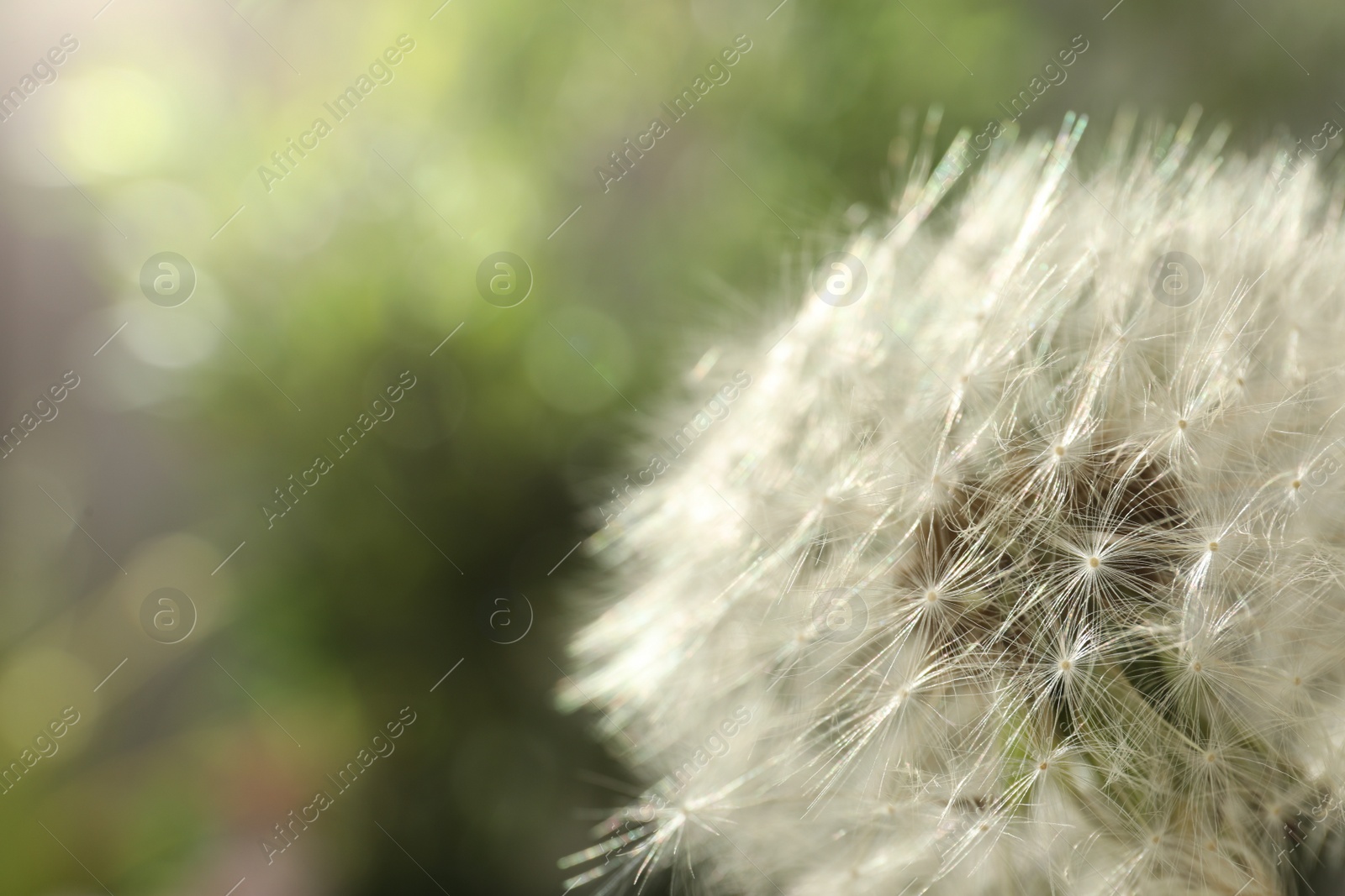 Photo of Beautiful dandelion flower on blurred green background, closeup. Space for text