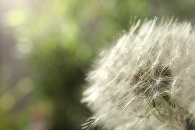 Beautiful dandelion flower on blurred green background, closeup. Space for text