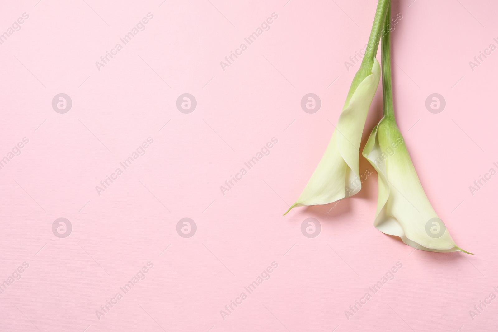 Photo of Beautiful calla lily flowers on pink background, flat lay. Space for text