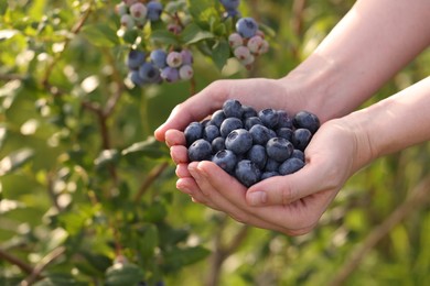 Woman holding heap of wild blueberries outdoors, closeup and space for text. Seasonal berries