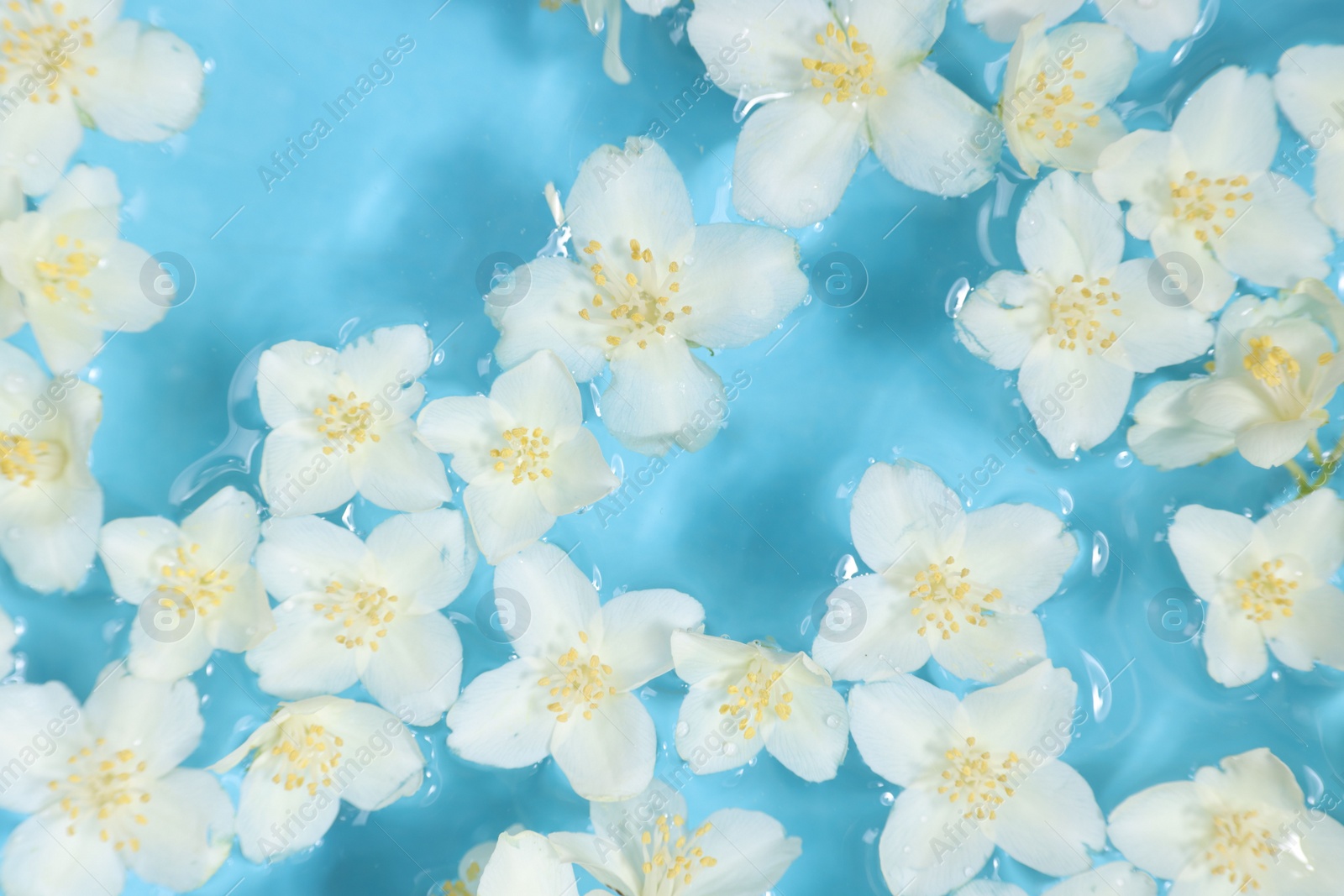 Photo of Beautiful jasmine flowers in water on light blue background, top view