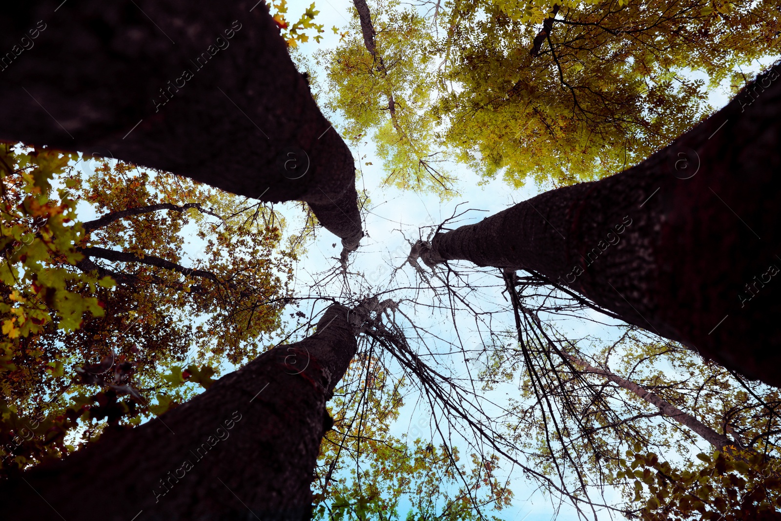 Photo of Beautiful trees with bright leaves against sky on autumn day, low angle view