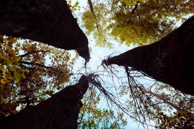 Beautiful trees with bright leaves against sky on autumn day, low angle view