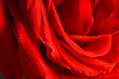 Photo of Closeup view of beautiful blooming rose as background. Floral decor