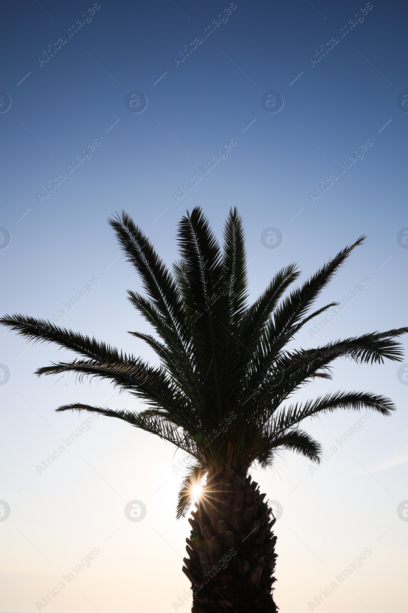 Photo of Beautiful palm tree with green leaves against blue sky, low angle view. Tropical plant