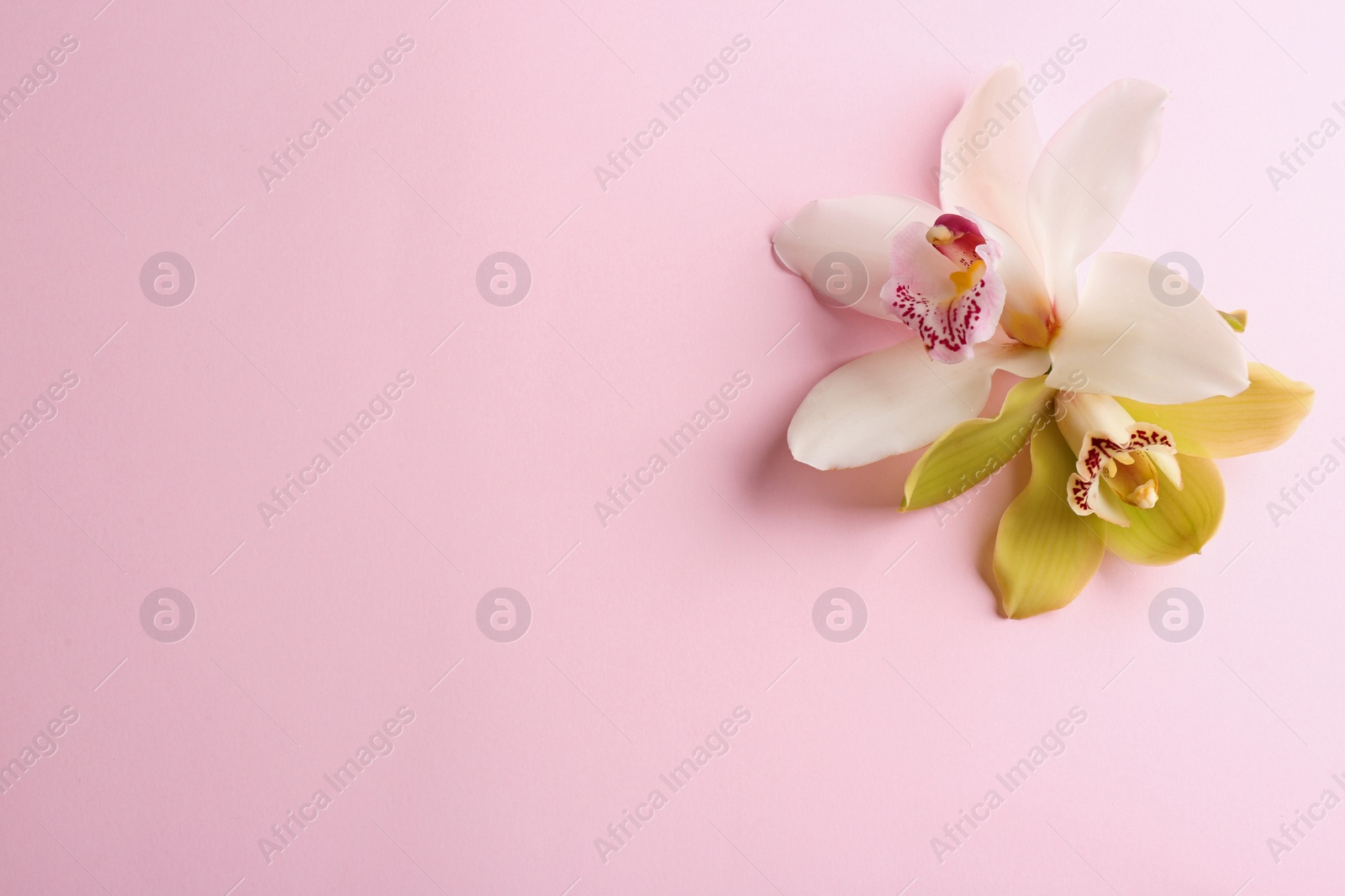 Photo of Beautiful tropical orchid flowers on color background, flat lay. Space for text