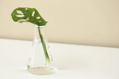 Conical flask with plant on table against color background, space for text. Chemistry laboratory research