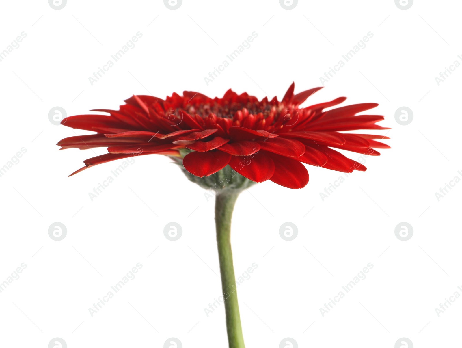 Photo of Beautiful red gerbera flower on white background