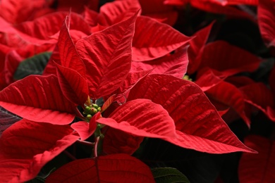 Red Poinsettia as background, closeup. Christmas traditional flower