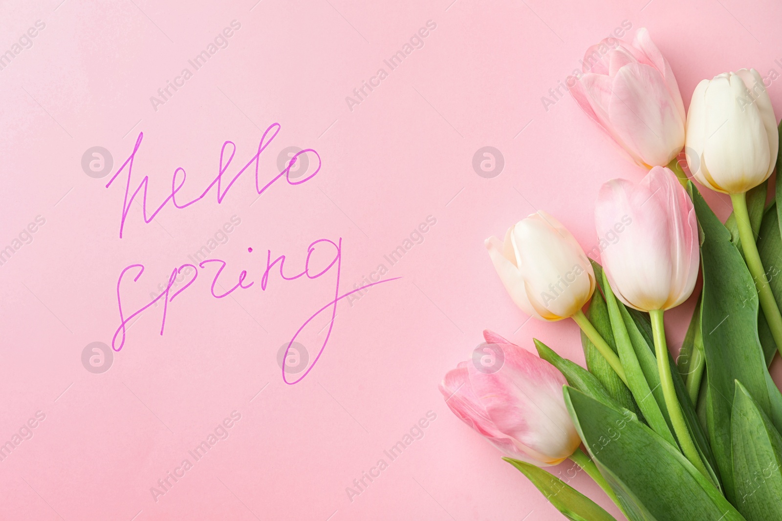 Photo of Words HELLO SPRING and fresh tulip flowers on pink background, flat lay