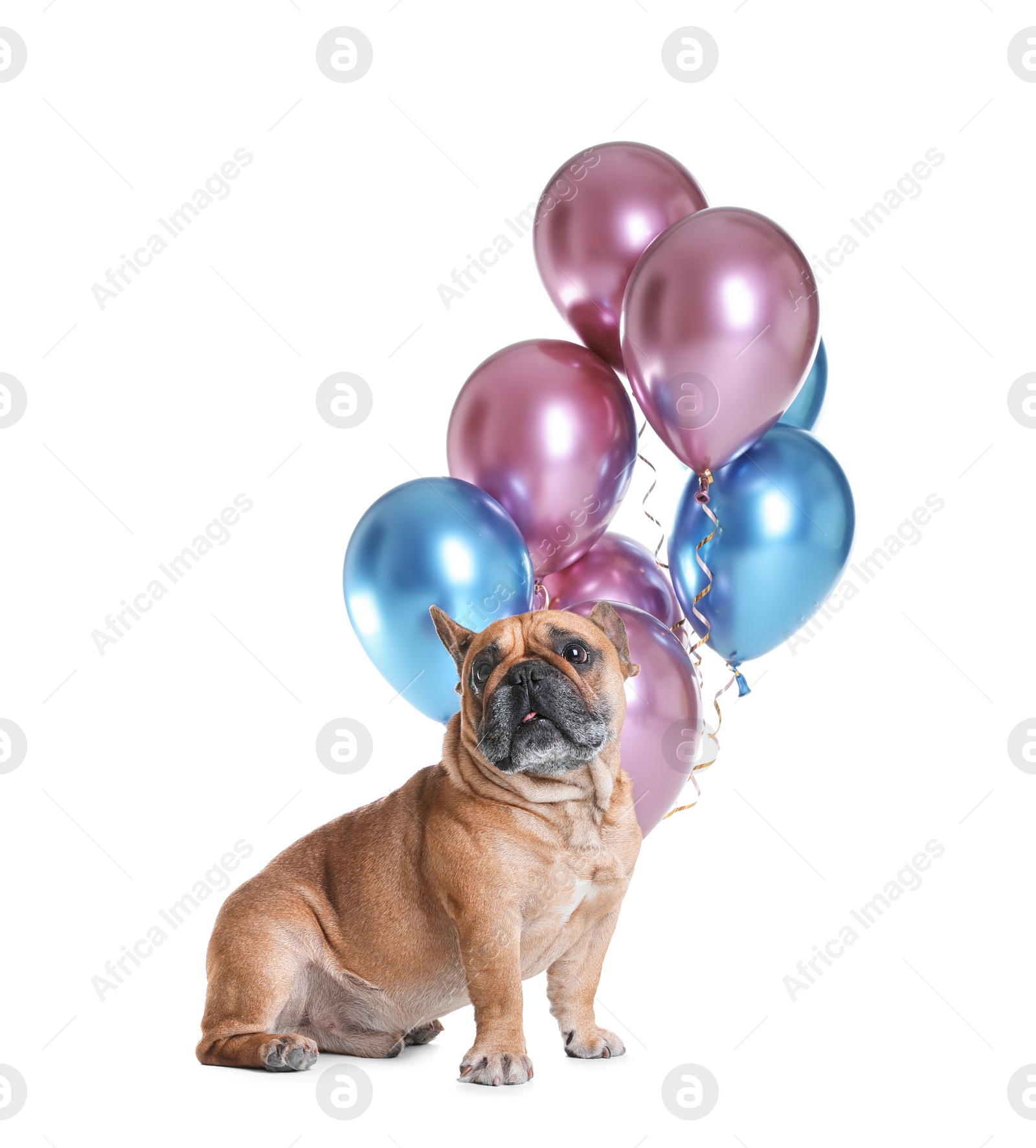 Photo of Funny French bulldog and bright balloons on white background