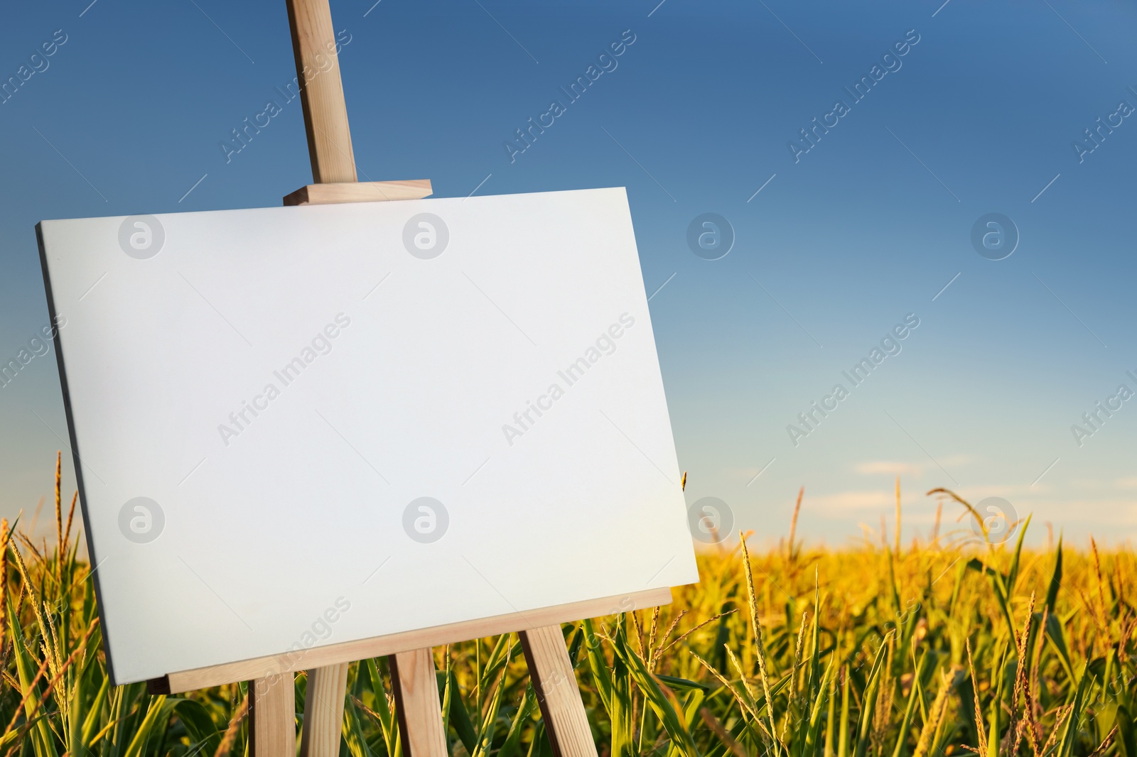 Image of Wooden easel with blank canvas in corn field on sunny day. Space for text