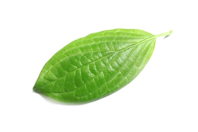 Beautiful spring green leaf on white background