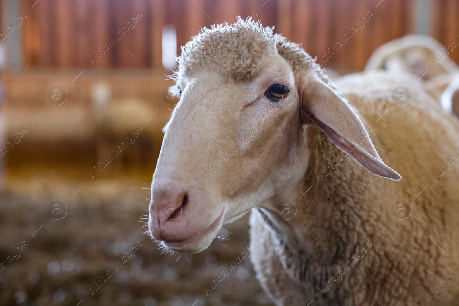 Photo of Sheep in barn on farm. Cute animals