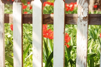 Photo of View of beautiful spring flowers in garden through fence on sunny day