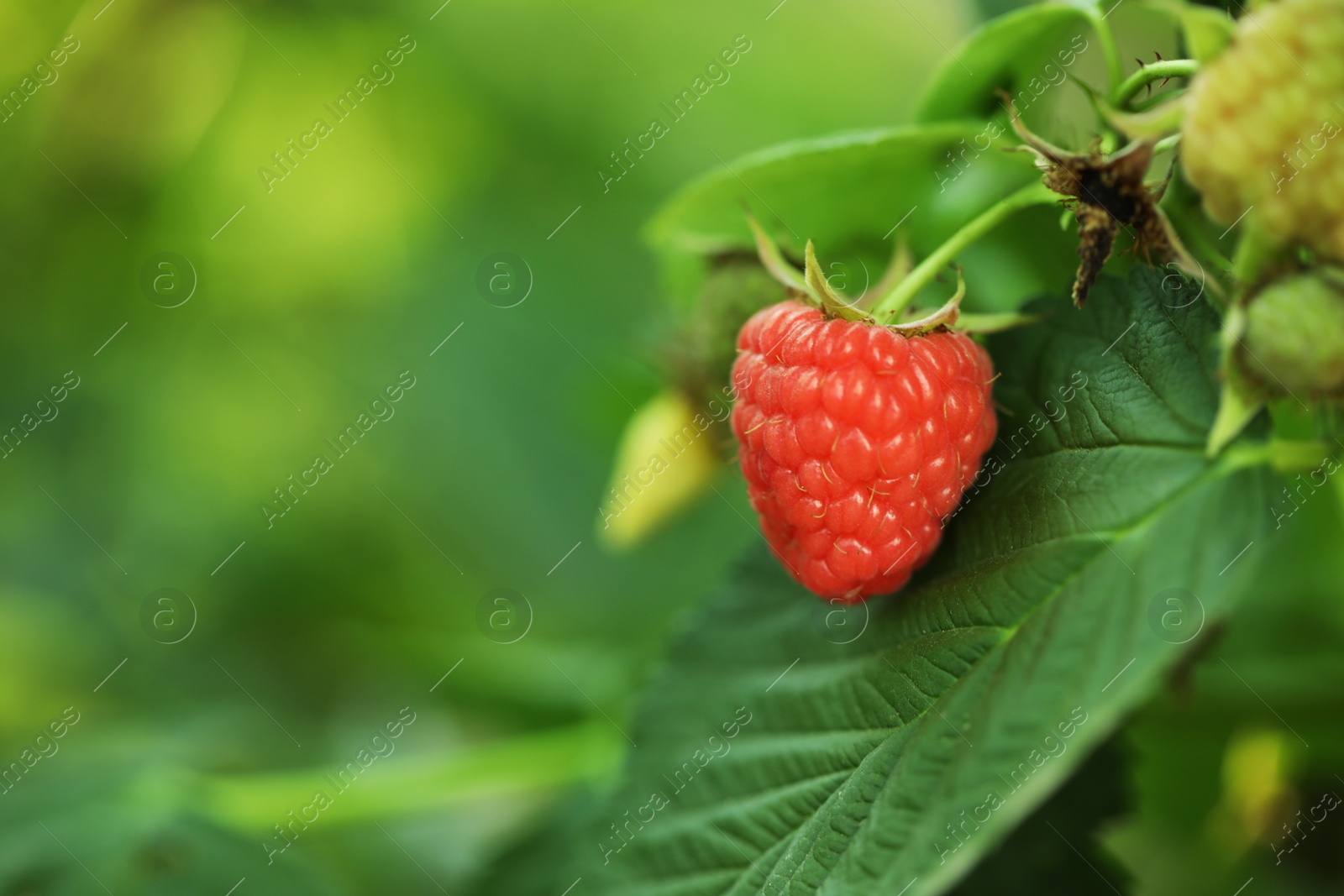 Photo of Raspberry bush with tasty ripe berry in garden, closeup