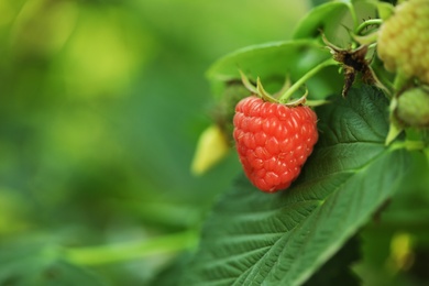 Photo of Raspberry bush with tasty ripe berry in garden, closeup