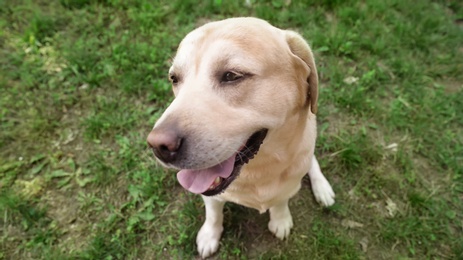 Photo of Cute Golden Labrador Retriever dog sitting on grass in park, above view