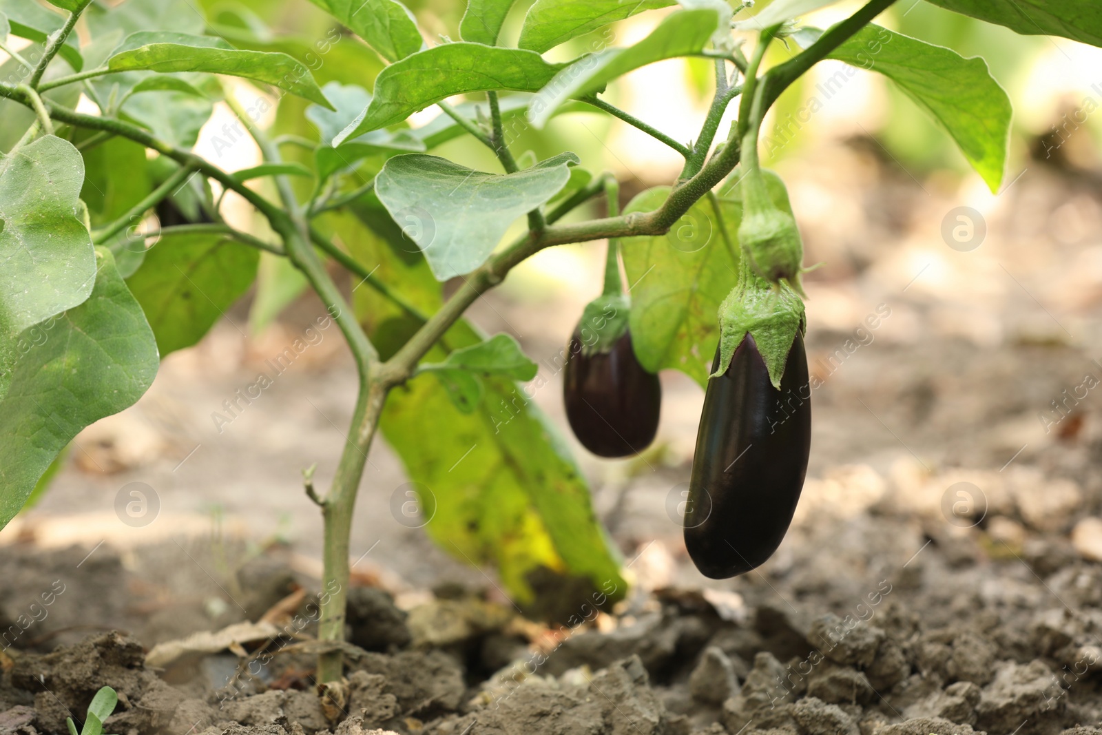 Photo of Small ripe eggplants growing on stem outdoors