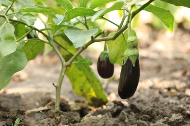 Small ripe eggplants growing on stem outdoors