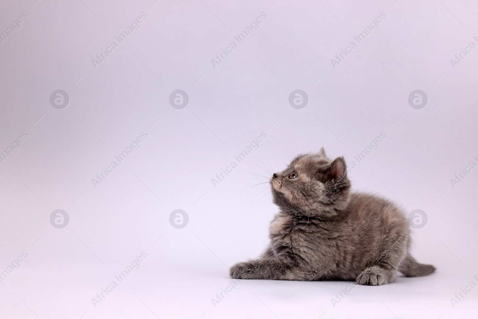 Photo of Cute little kitten lying on light grey background. Space for text