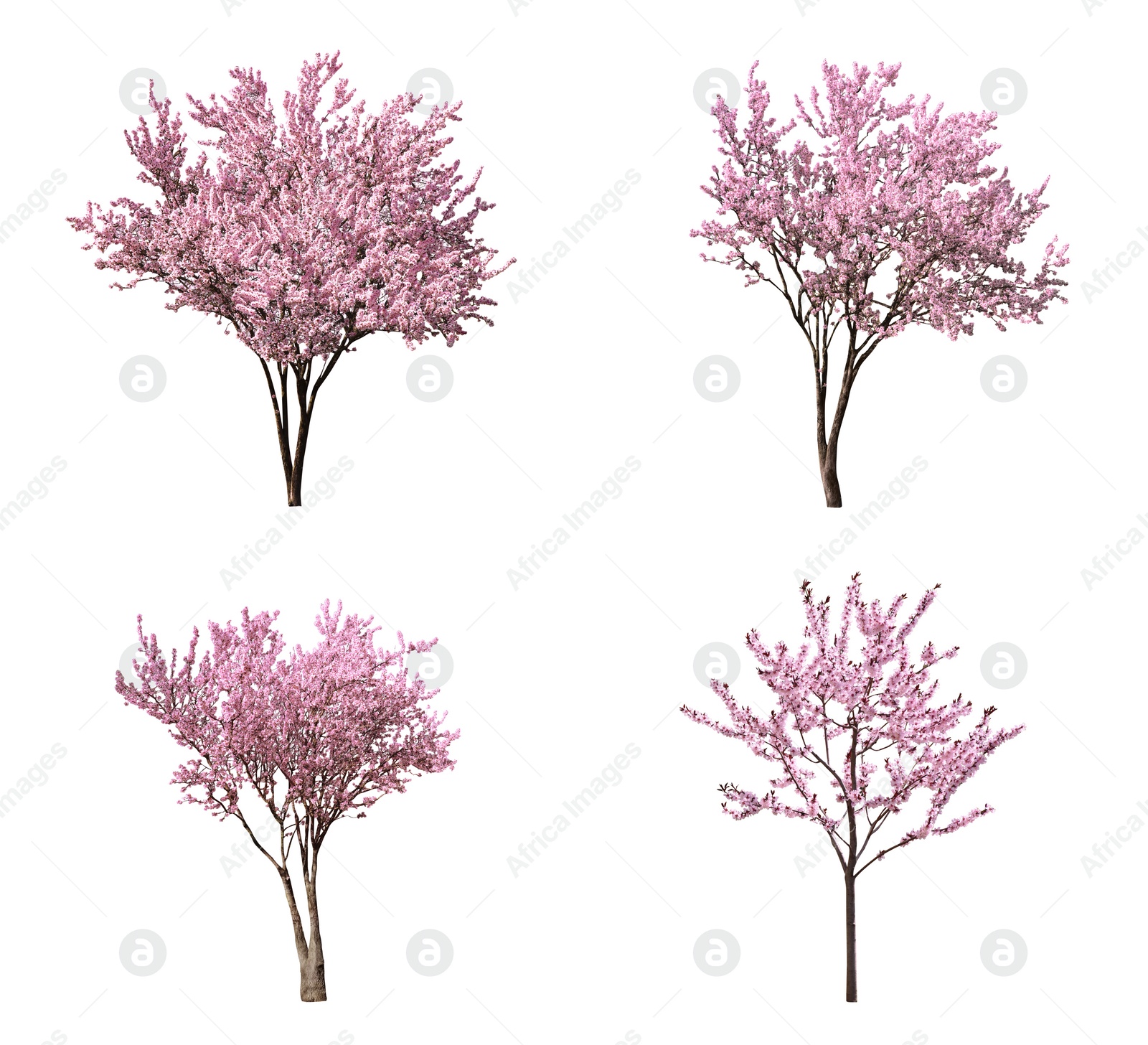 Image of Beautiful blossoming sakura trees on white background, collage 