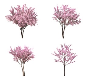 Beautiful blossoming sakura trees on white background, collage 