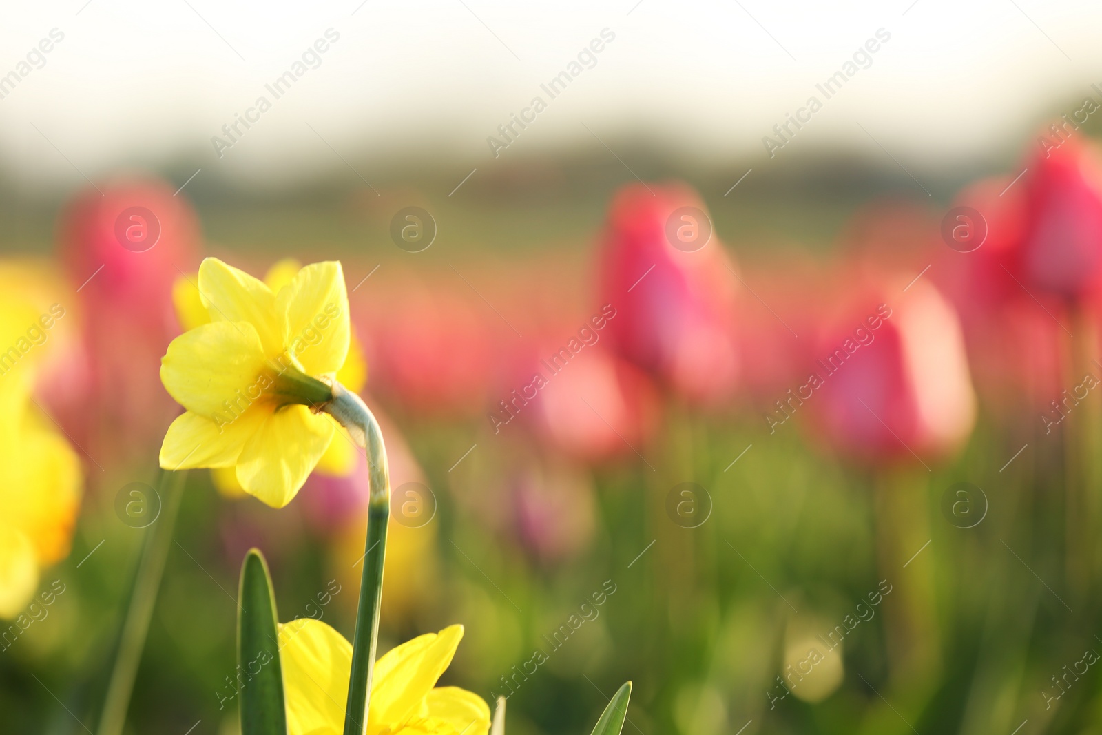 Photo of Fresh beautiful narcissus flower in field on sunny day, selective focus with space for text