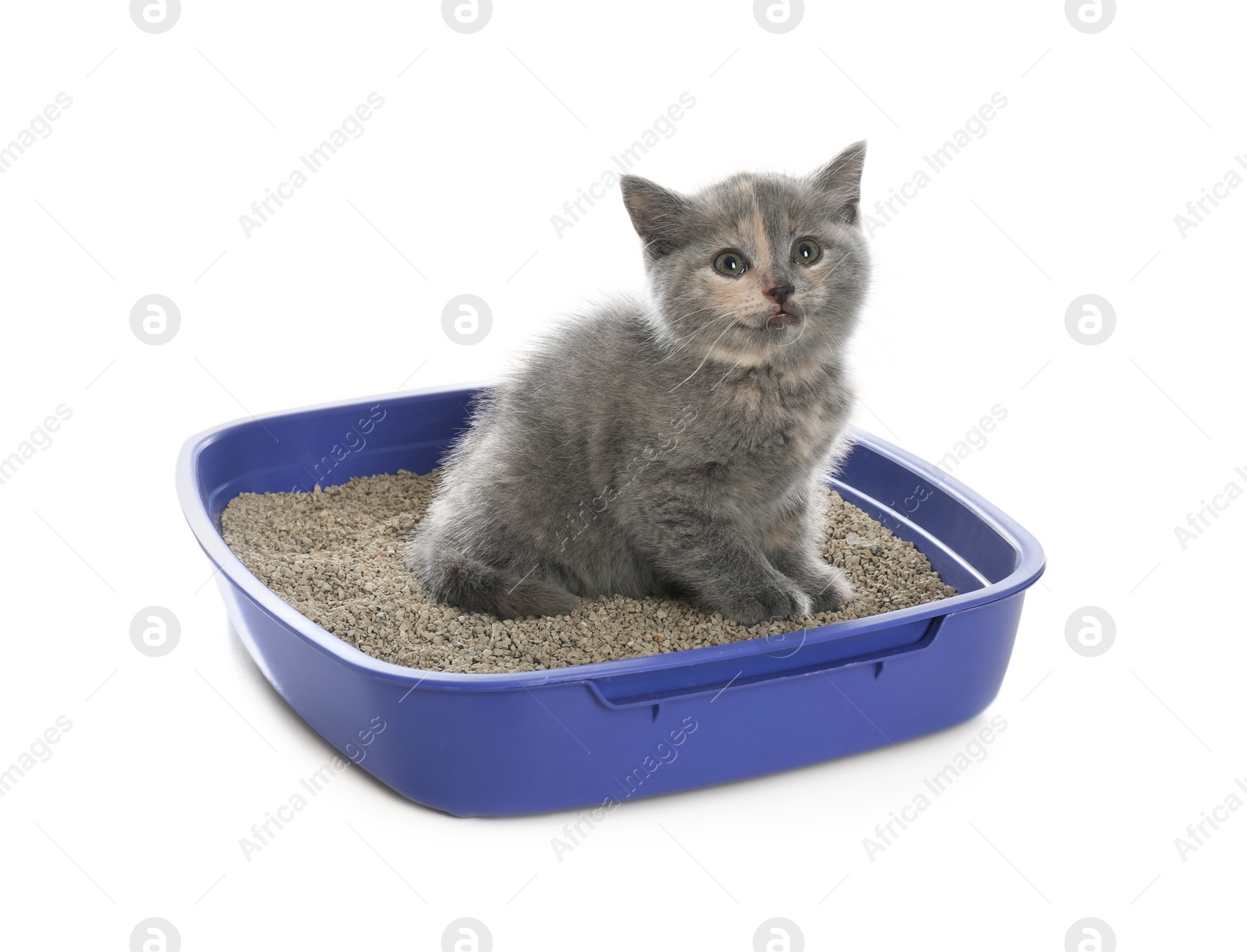 Photo of Cute British Shorthair kitten in litter box on white background